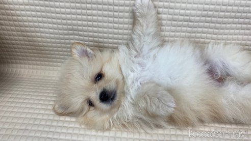 成約済の兵庫県のポメチワ:ポメラニアン×チワワ-323679の3枚目